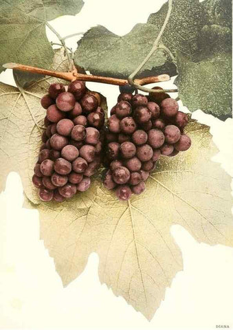 Reproducción/Reproduction 30097032476: The grapes of New York,. Albany,Lyon,1908.