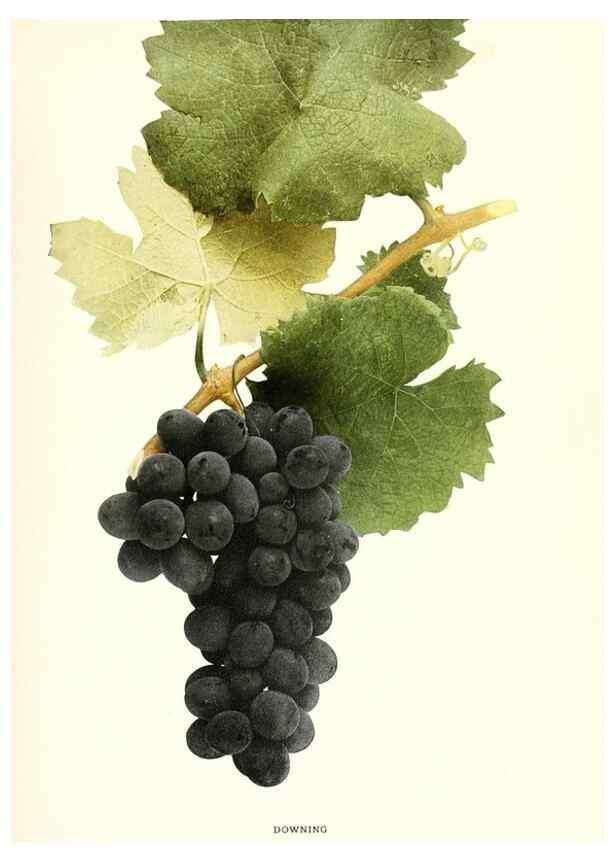 Reproducción/Reproduction 30047820751: The grapes of New York,. Albany,Lyon,1908.