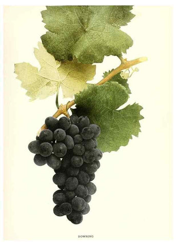 Reproducción/Reproduction 30047820751: The grapes of New York,. Albany,Lyon,1908.