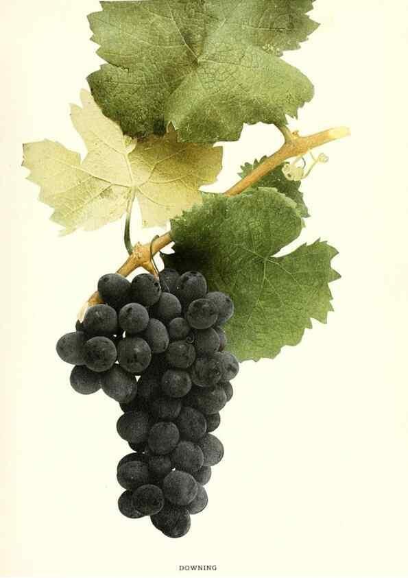 Reproducción/Reproduction 30047820751: The grapes of New York,. Albany,Lyon,1908.