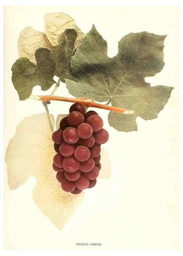 Reproducción/Reproduction 30017578482: The grapes of New York,. Albany,Lyon,1908.
