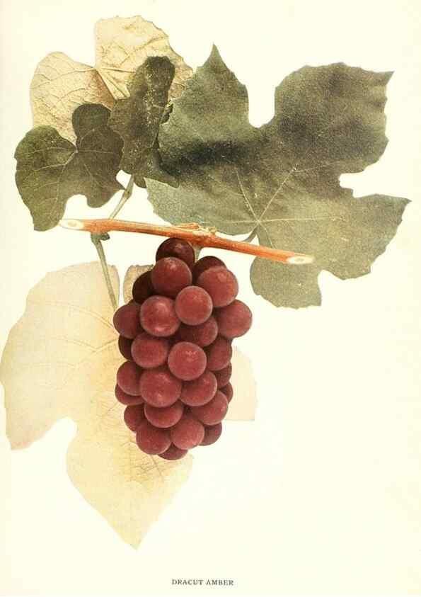 Reproducción/Reproduction 30017578482: The grapes of New York,. Albany,Lyon,1908.