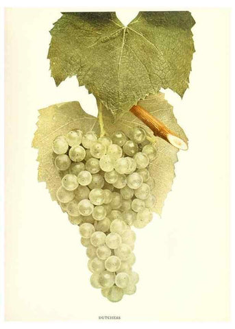 Reproducción/Reproduction 29503727544: The grapes of New York,. Albany,Lyon,1908.