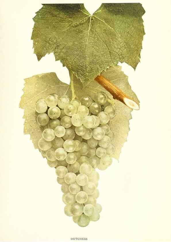 Reproducción/Reproduction 29503727544: The grapes of New York,. Albany,Lyon,1908.