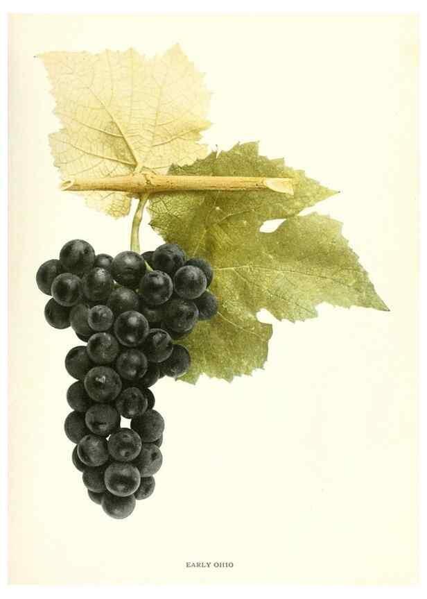 Reproducción/Reproduction 30017583592: The grapes of New York,. Albany,Lyon,1908.