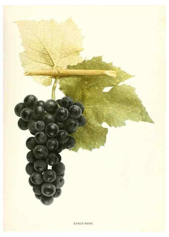 Reproducción/Reproduction 30017583592: The grapes of New York,. Albany,Lyon,1908.