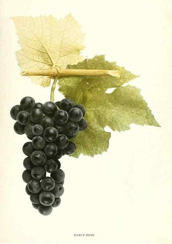 Reproducción/Reproduction 30017583592: The grapes of New York,. Albany,Lyon,1908.