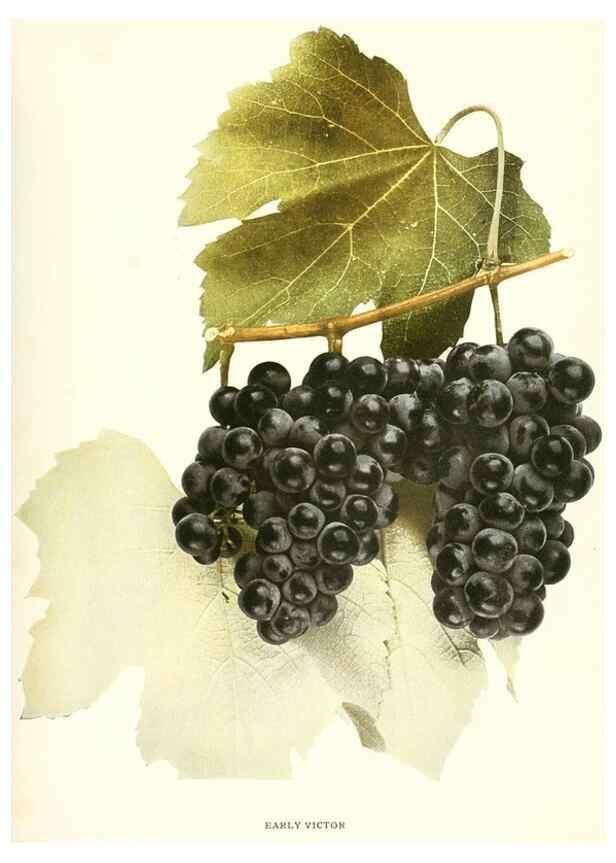 Reproducción/Reproduction 29503733324: The grapes of New York,. Albany,Lyon,1908.