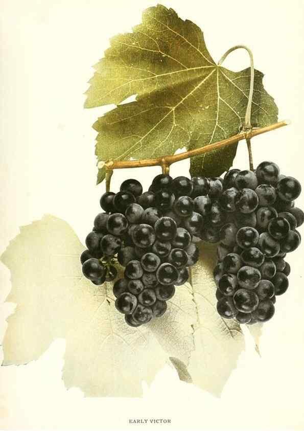 Reproducción/Reproduction 29503733324: The grapes of New York,. Albany,Lyon,1908.