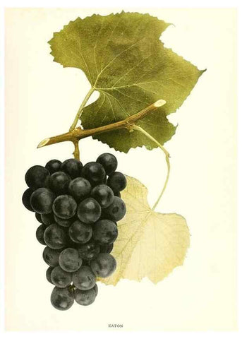Reproducción/Reproduction 29503288693: The grapes of New York,. Albany,Lyon,1908.