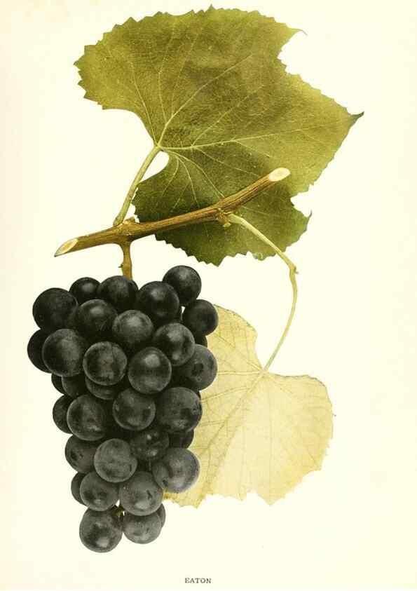Reproducción/Reproduction 29503288693: The grapes of New York,. Albany,Lyon,1908.