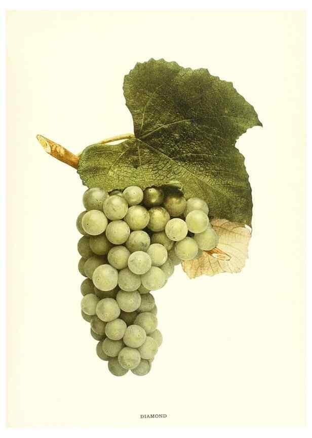 Reproducción/Reproduction 30097028006: The grapes of New York,. Albany,Lyon,1908.