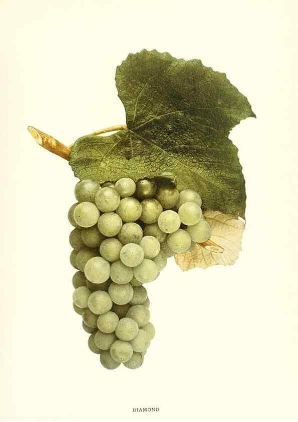 Reproducción/Reproduction 30097028006: The grapes of New York,. Albany,Lyon,1908.