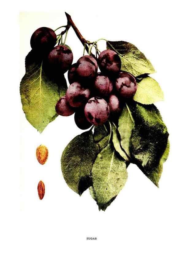 Reproducción/Reproduction 30031943211: The plums of New York .... Albany,J.B. Lyon Company, state printers,1911.