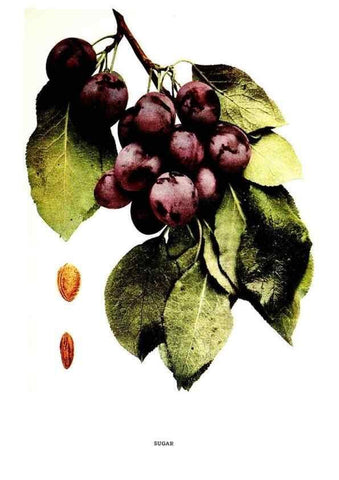 Reproducción/Reproduction 30031943211: The plums of New York .... Albany,J.B. Lyon Company, state printers,1911.