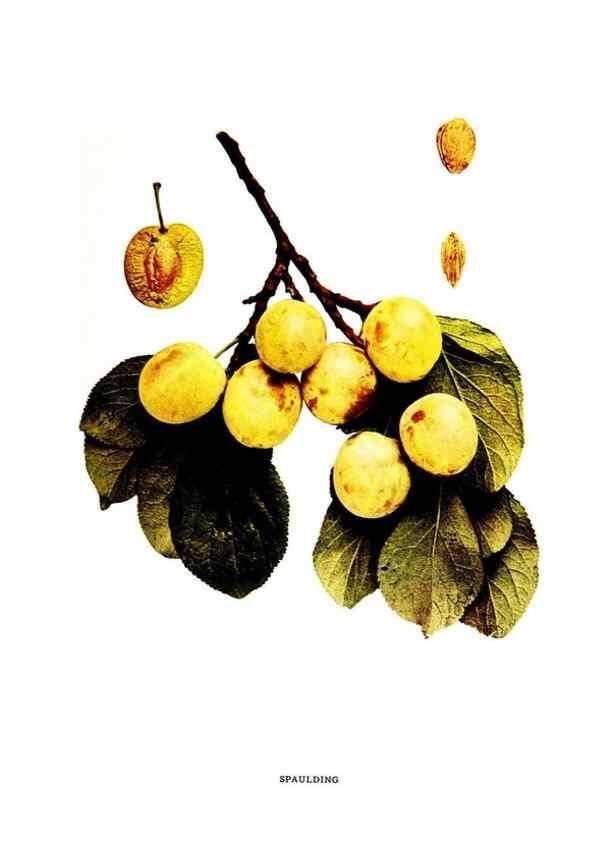 Reproducción/Reproduction 30031941081: The plums of New York .... Albany,J.B. Lyon Company, state printers,1911.