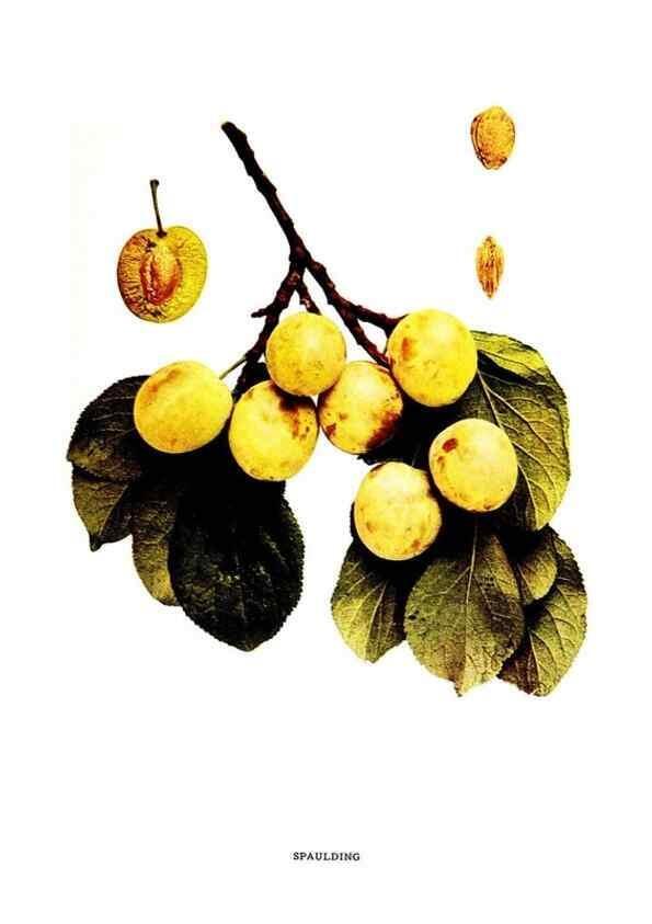 Reproducción/Reproduction 30031941081: The plums of New York .... Albany,J.B. Lyon Company, state printers,1911.