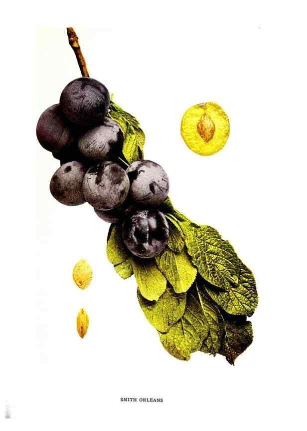 Reproducción/Reproduction 30115838525: The plums of New York .... Albany,J.B. Lyon Company, state printers,1911.