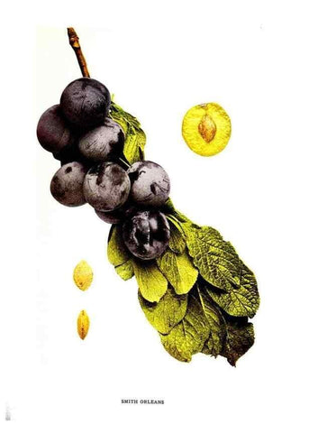 Reproducción/Reproduction 30115838525: The plums of New York .... Albany,J.B. Lyon Company, state printers,1911.
