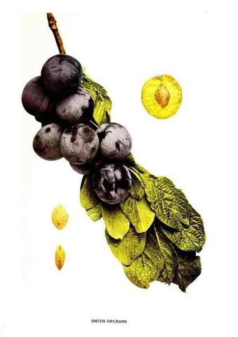 Reproducción/Reproduction 30115838525: The plums of New York .... Albany,J.B. Lyon Company, state printers,1911.