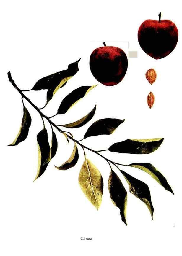 Reproducción/Reproduction 30001411732: The plums of New York .... Albany,J.B. Lyon Company, state printers,1911.