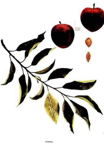 Reproducción/Reproduction 30001411732: The plums of New York .... Albany,J.B. Lyon Company, state printers,1911.