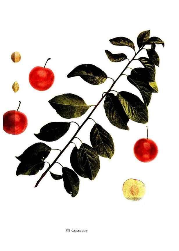 Reproducción/Reproduction 30115706835: The plums of New York .... Albany,J.B. Lyon Company, state printers,1911.