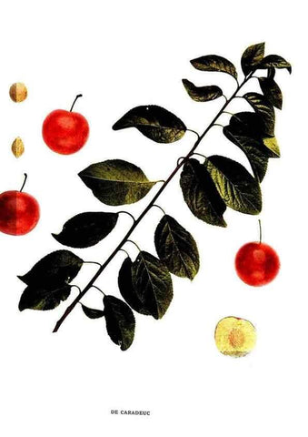 Reproducción/Reproduction 30115706835: The plums of New York .... Albany,J.B. Lyon Company, state printers,1911.