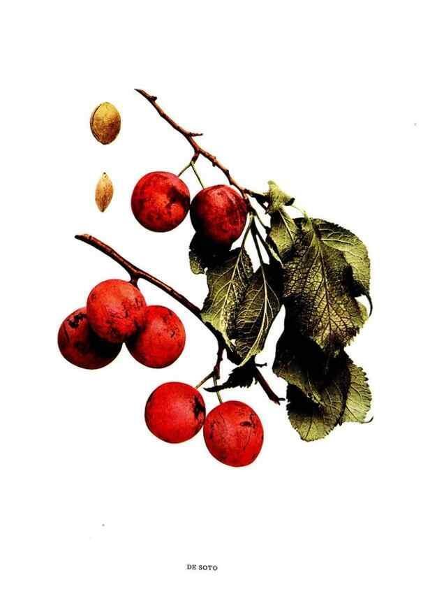 Reproducción/Reproduction 30115709555: The plums of New York .... Albany,J.B. Lyon Company, state printers,1911.
