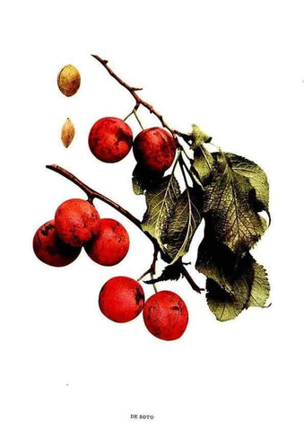 Reproducción/Reproduction 30115709555: The plums of New York .... Albany,J.B. Lyon Company, state printers,1911.
