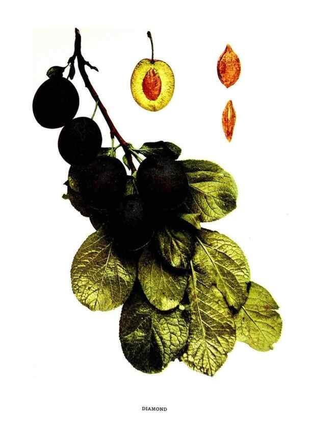 Reproducción/Reproduction 29820850390: The plums of New York .... Albany,J.B. Lyon Company, state printers,1911.