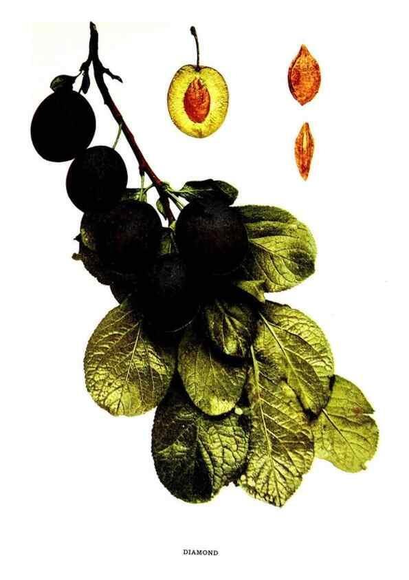 Reproducción/Reproduction 29820850390: The plums of New York .... Albany,J.B. Lyon Company, state printers,1911.