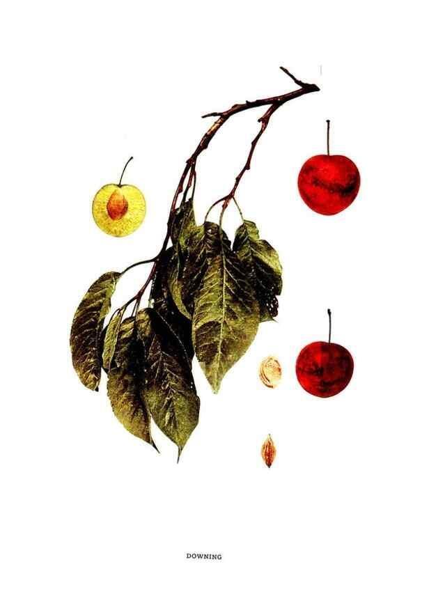Reproducción/Reproduction 29487595933: The plums of New York .... Albany,J.B. Lyon Company, state printers,1911.