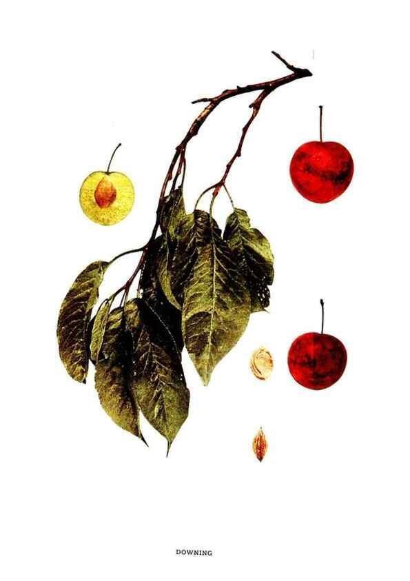 Reproducción/Reproduction 29487595933: The plums of New York .... Albany,J.B. Lyon Company, state printers,1911.