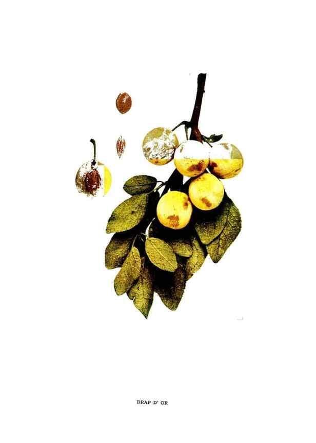 Reproducción/Reproduction 29487551854: The plums of New York .... Albany,J.B. Lyon Company, state printers,1911.