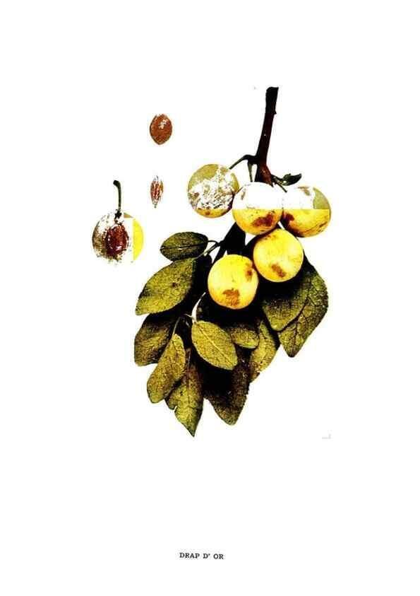 Reproducción/Reproduction 29487551854: The plums of New York .... Albany,J.B. Lyon Company, state printers,1911.
