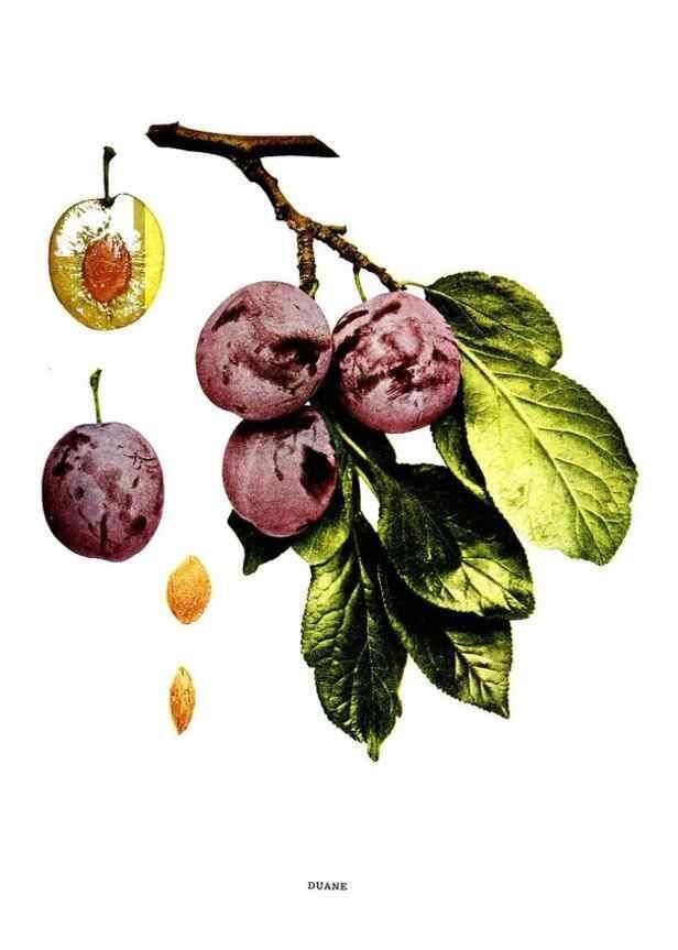 Reproducción/Reproduction 29487556144: The plums of New York .... Albany,J.B. Lyon Company, state printers,1911.