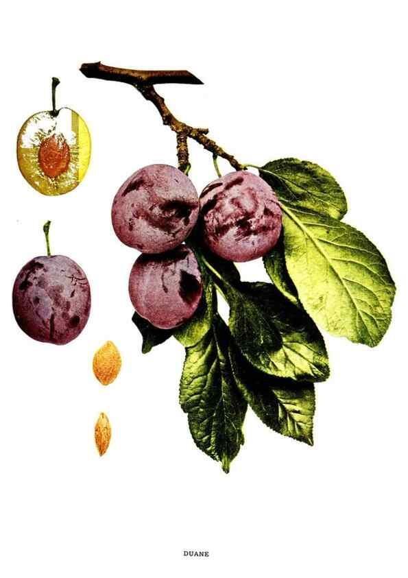 Reproducción/Reproduction 29487556144: The plums of New York .... Albany,J.B. Lyon Company, state printers,1911.