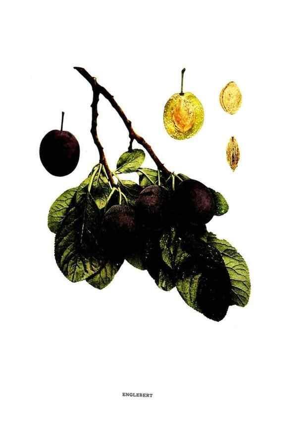 Reproducción/Reproduction 29487559984: The plums of New York .... Albany,J.B. Lyon Company, state printers,1911.