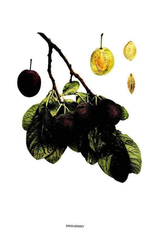 Reproducción/Reproduction 29487559984: The plums of New York .... Albany,J.B. Lyon Company, state printers,1911.