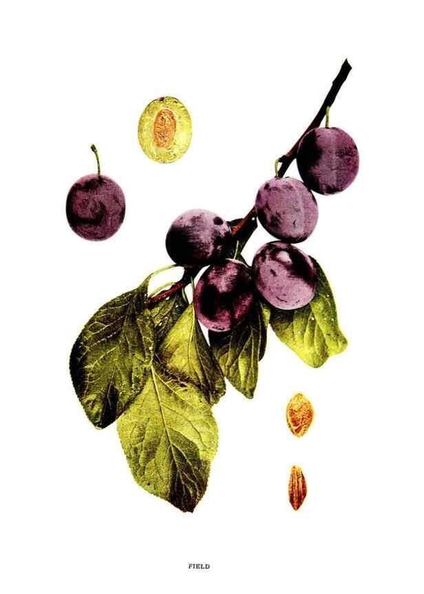 Reproducción/Reproduction 30031824881: The plums of New York .... Albany,J.B. Lyon Company, state printers,1911.