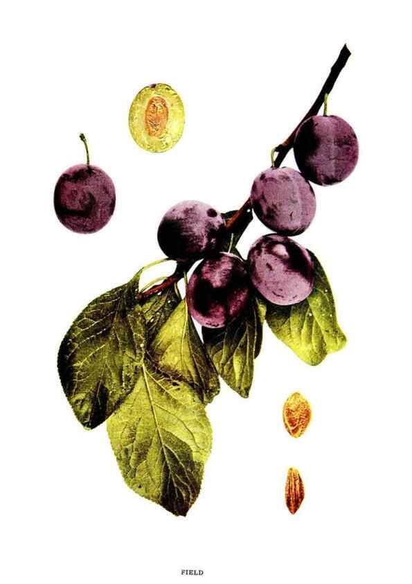 Reproducción/Reproduction 30031824881: The plums of New York .... Albany,J.B. Lyon Company, state printers,1911.
