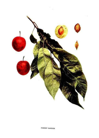 Reproducción/Reproduction 29487569024: The plums of New York .... Albany,J.B. Lyon Company, state printers,1911.
