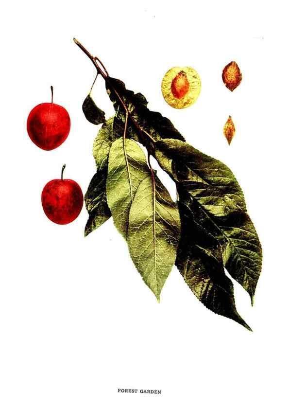 Reproducción/Reproduction 29487569024: The plums of New York .... Albany,J.B. Lyon Company, state printers,1911.