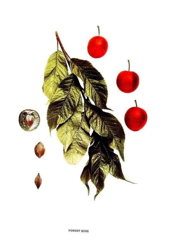 Reproducción/Reproduction 29487573084: The plums of New York .... Albany,J.B. Lyon Company, state printers,1911.