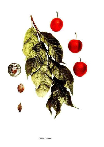 Reproducción/Reproduction 29487573084: The plums of New York .... Albany,J.B. Lyon Company, state printers,1911.