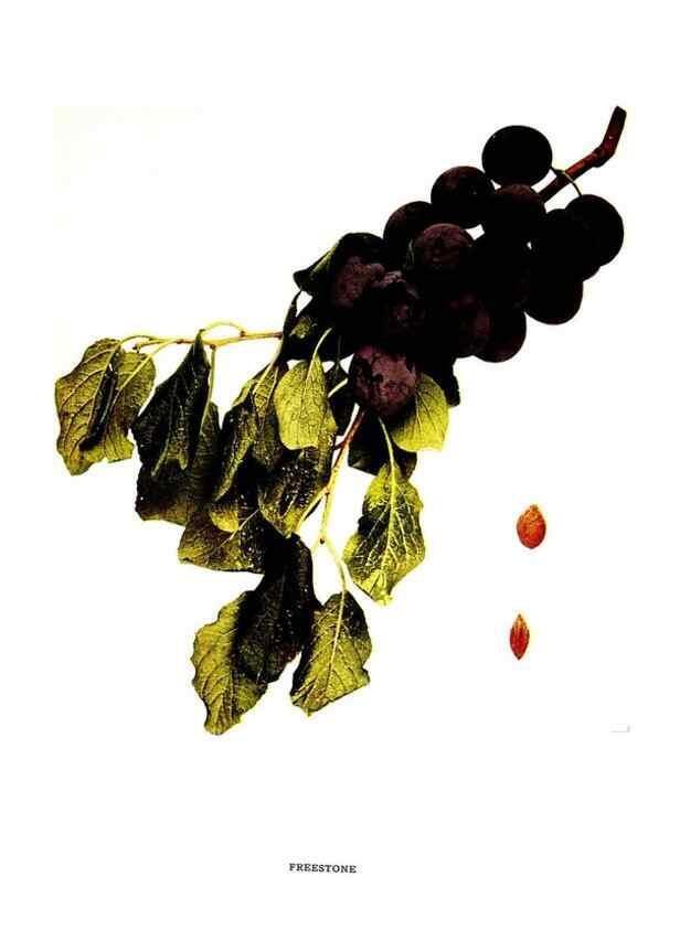 Reproducción/Reproduction 29487576874: The plums of New York .... Albany,J.B. Lyon Company, state printers,1911.