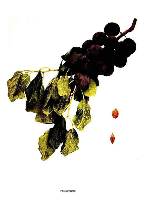 Reproducción/Reproduction 29487576874: The plums of New York .... Albany,J.B. Lyon Company, state printers,1911.