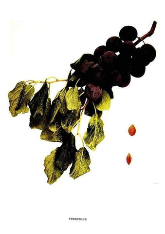 Reproducción/Reproduction 29487576874: The plums of New York .... Albany,J.B. Lyon Company, state printers,1911.