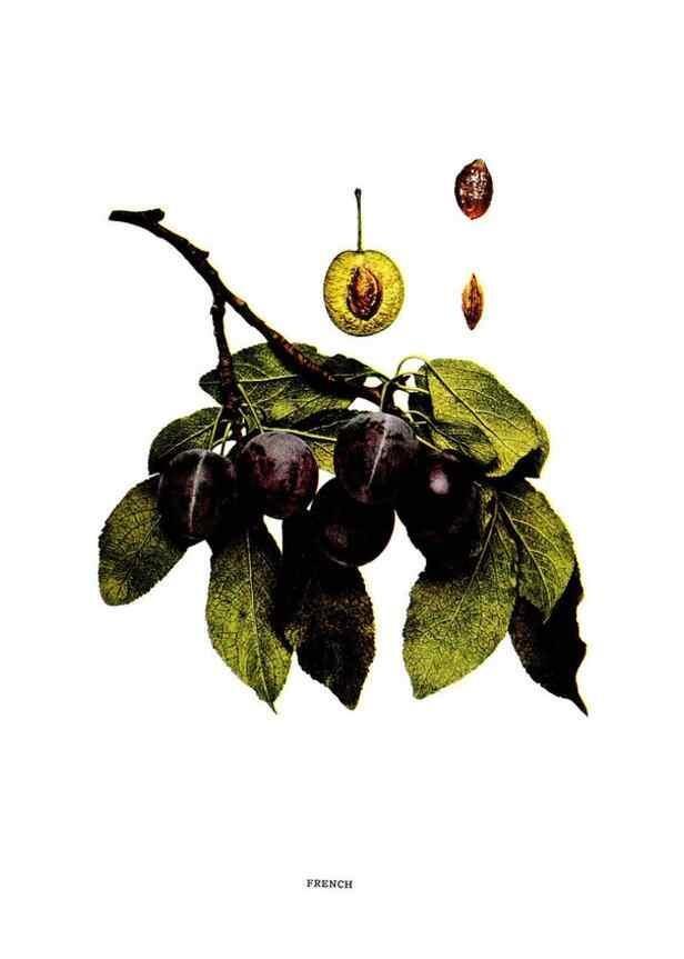Reproducción/Reproduction 29487581164: The plums of New York .... Albany,J.B. Lyon Company, state printers,1911.